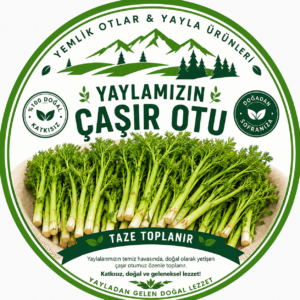 Çaşır Otu